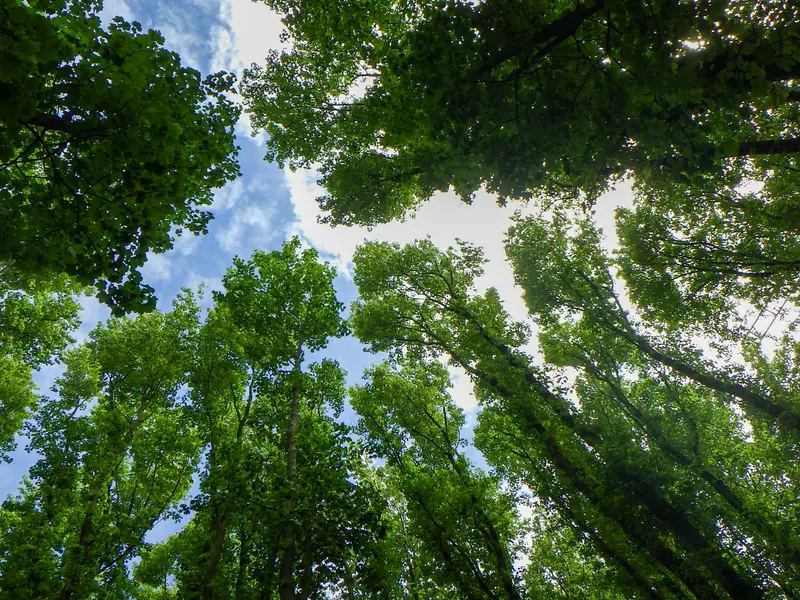 Hoge boomtoppen van onderaf gefotografeerd, recht omhoog naar de lucht