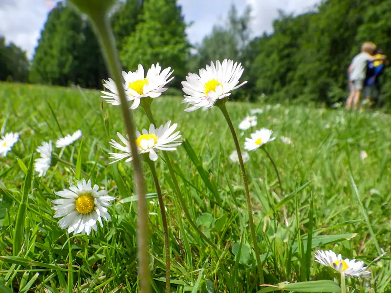 Madeliefjes in het gras van heel dichtbij gefotografeerd
